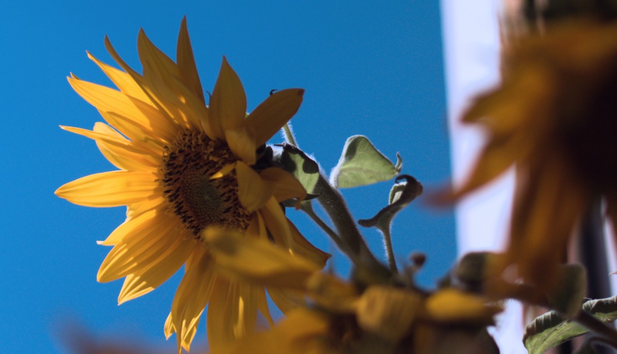 Los girasoles